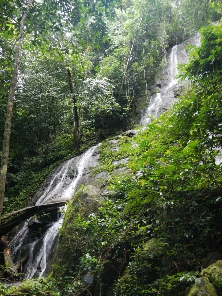 Cascade entourée de végétation tropicale
