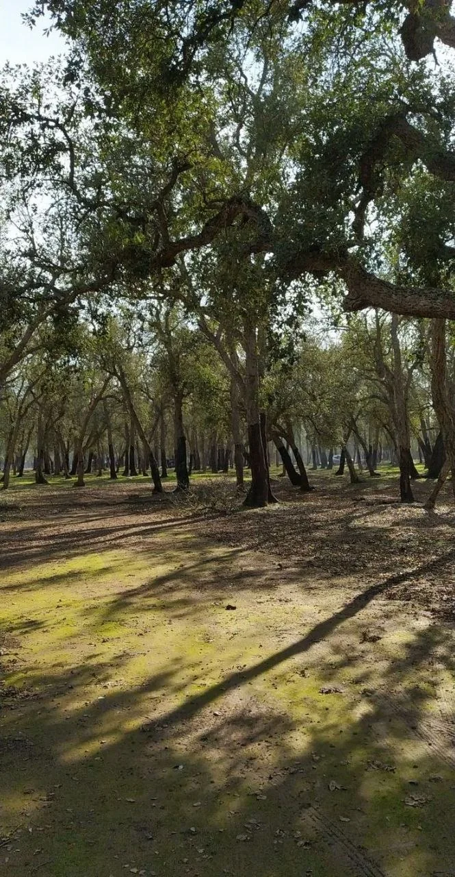 Parc boisé baigné de lumière