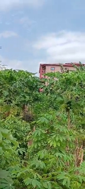 Terrain de Limbe – Ngeme Sokolo